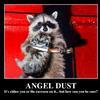 Angel-dust-it-s-either-you-or-the-raccoon-on-it-but-how-can-you-be-sure-fdb27c