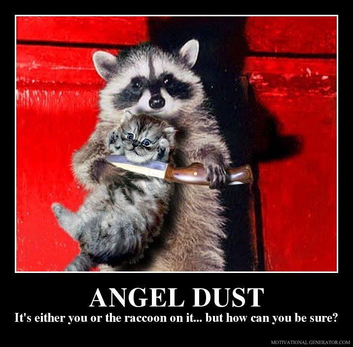 Angel-dust-it-s-either-you-or-the-raccoon-on-it-but-how-can-you-be-sure-fdb27c