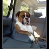 Like-a-boss-______________________-3289e8