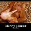 Marilyn-manson-of-monkeys-5dc418