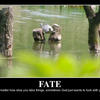 Fate